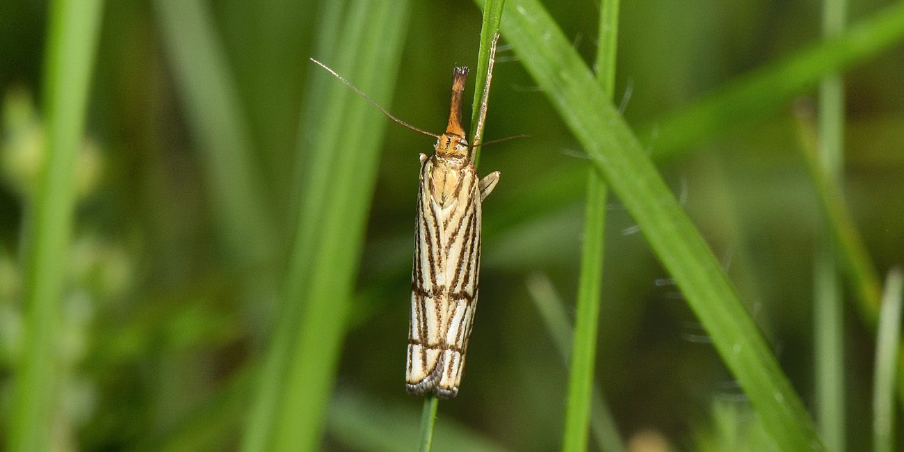 Chrysocrambus craterellus - Crambidae? S